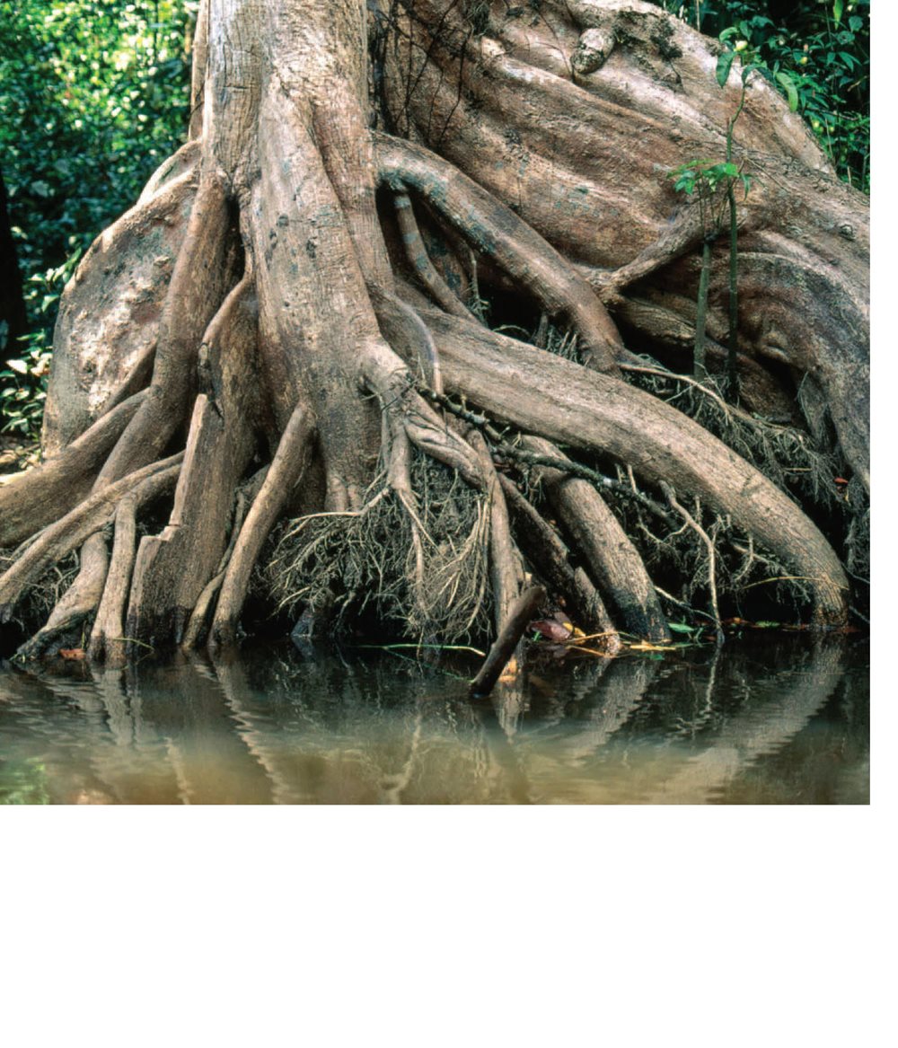 Roots help plants get water from the soil They send water to the - photo 10