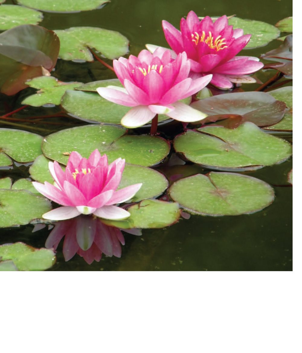 Roots help these water lillies stay in place in the water Desert - photo 14