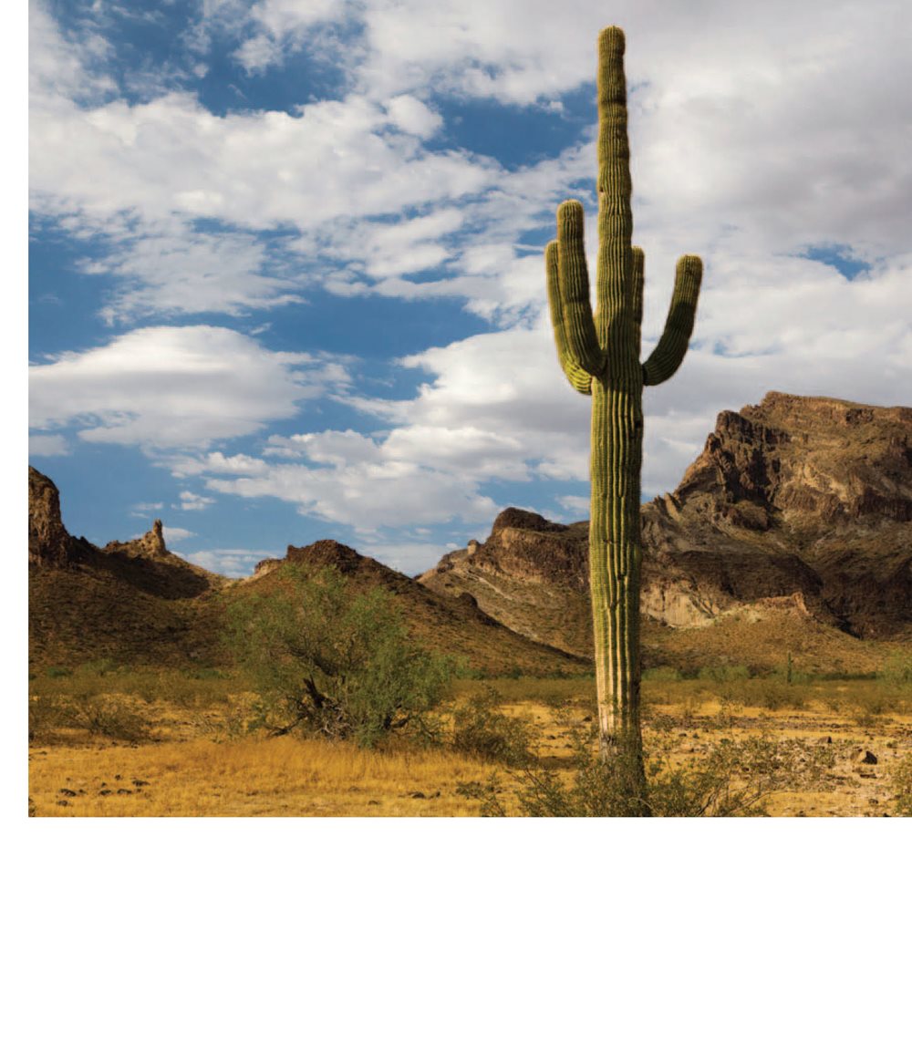 Desert plants store water in their roots People can eat roots - photo 15