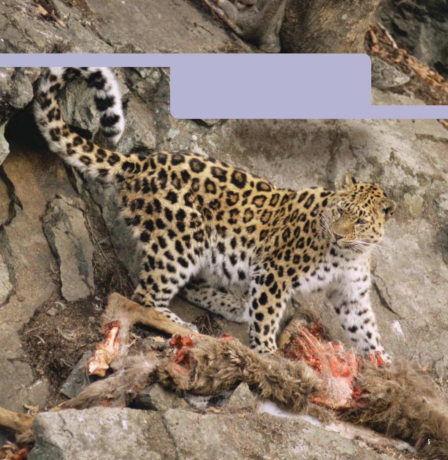 A wounded animal would be an easy kill But this one is another leopards prey - photo 7