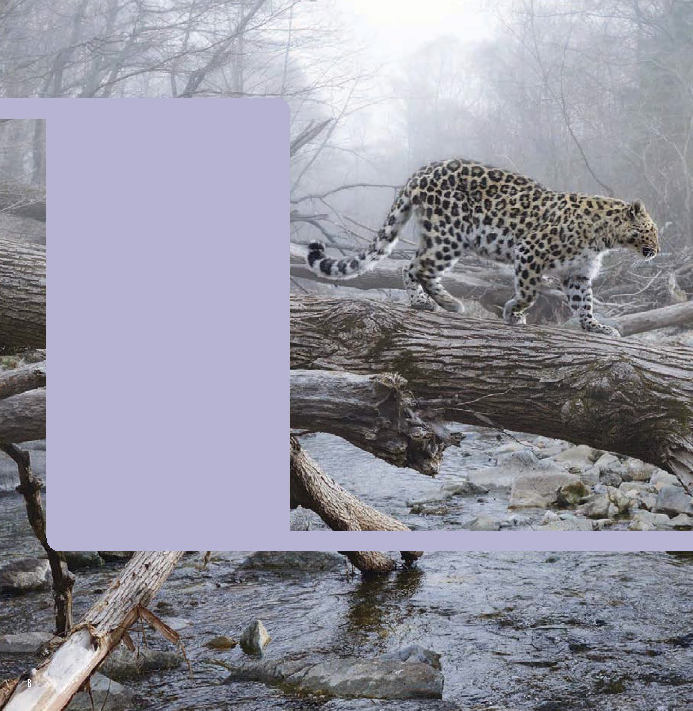 A male Amur leopards home range may cover more than 150 square miles 388 - photo 8