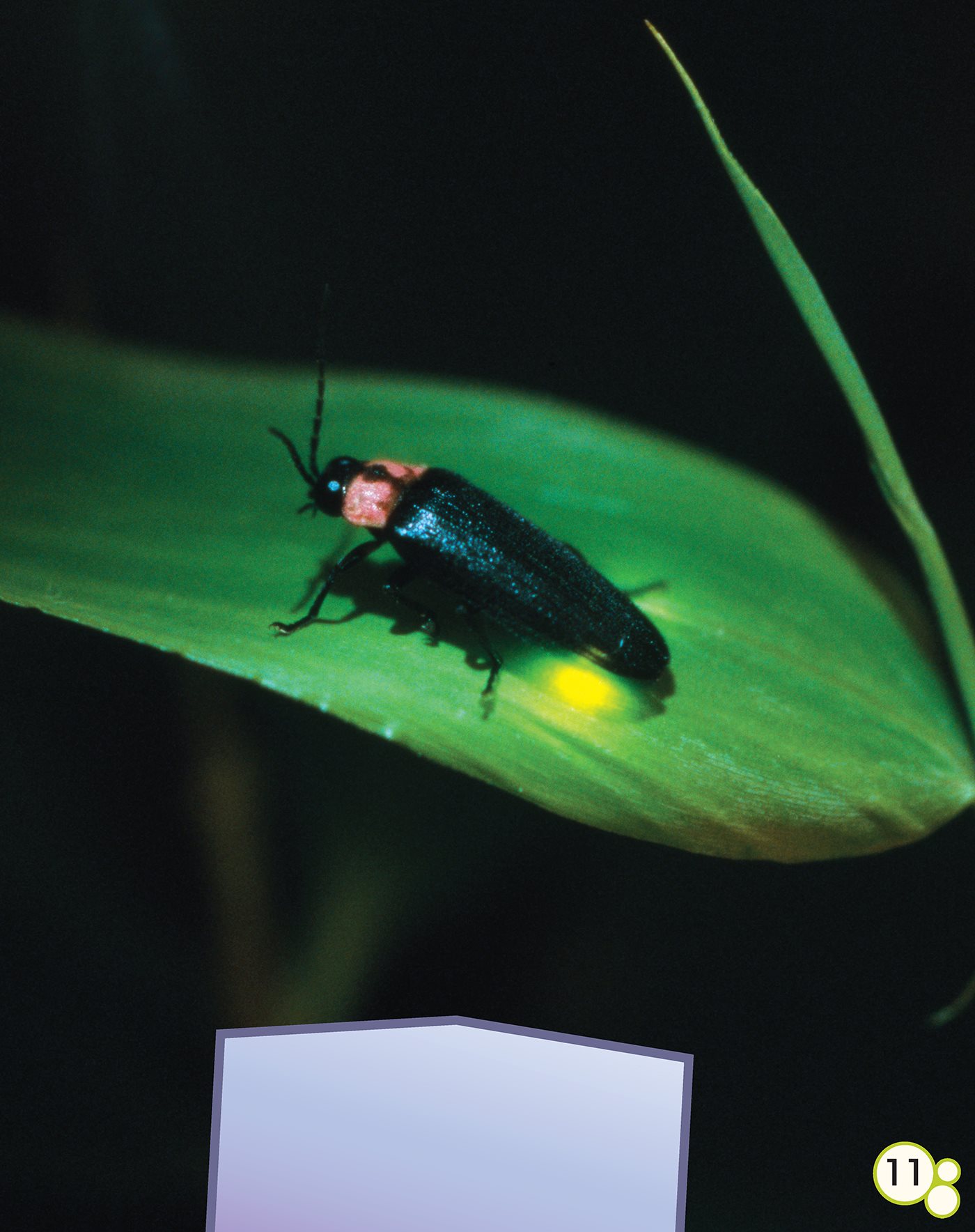 Fireflies communicate at night by lighting up Super Messages Ants - photo 12