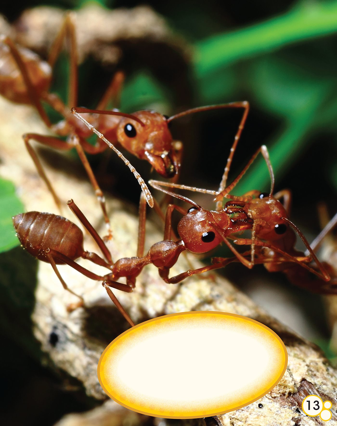 Did You Know Ants messages are often sent as smells and chemicals - photo 14