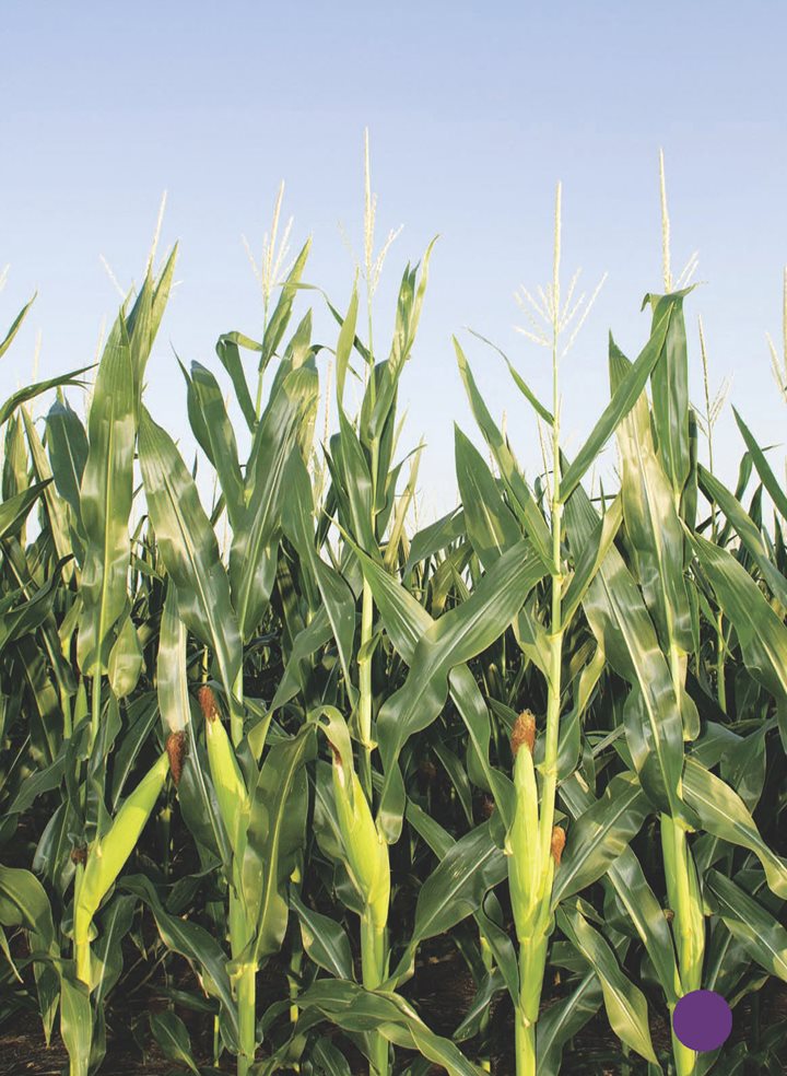 Wildflowers bloom in open fields Corn grows tall on farms The sun - photo 19