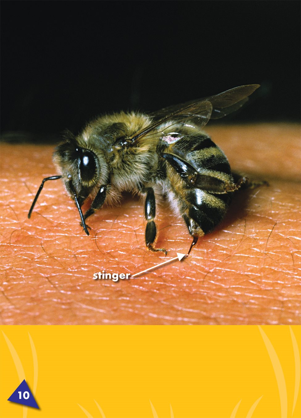 Honey bees have a stinger a sharp part on a honey bees body that can pump - photo 10