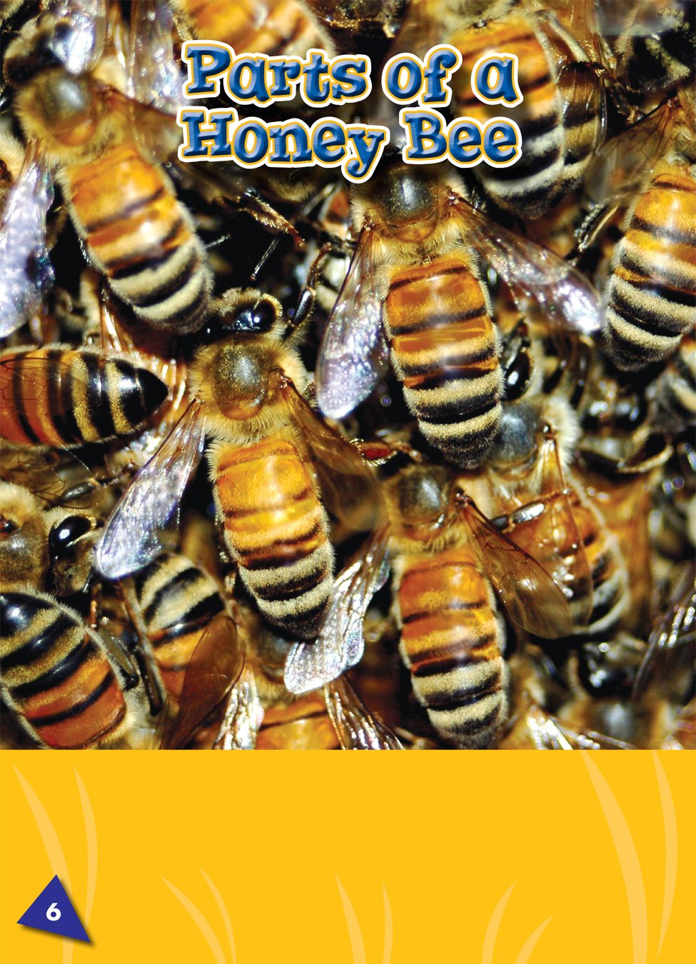 Honey bees have a yellow body with black stripes Hair covers their - photo 6