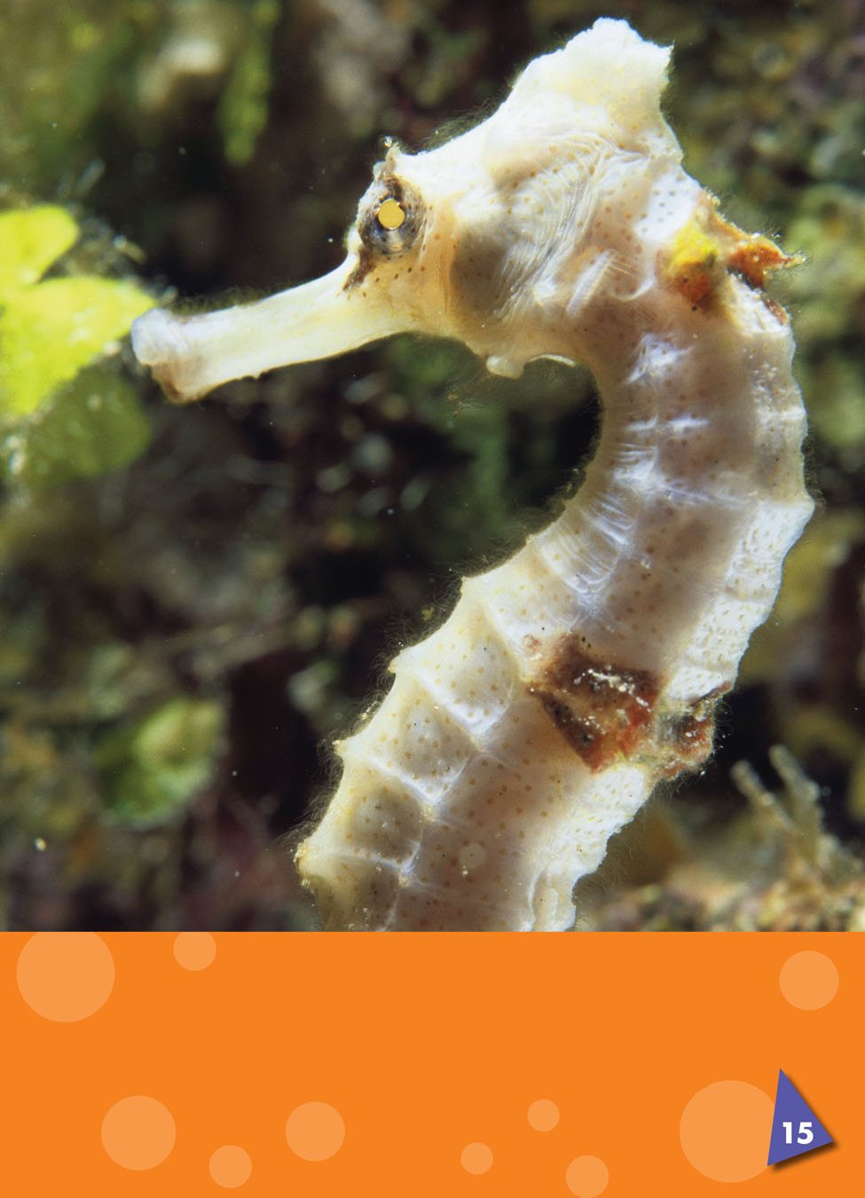 The sea horse sucks in tiny sea animals through its snout The sea - photo 19