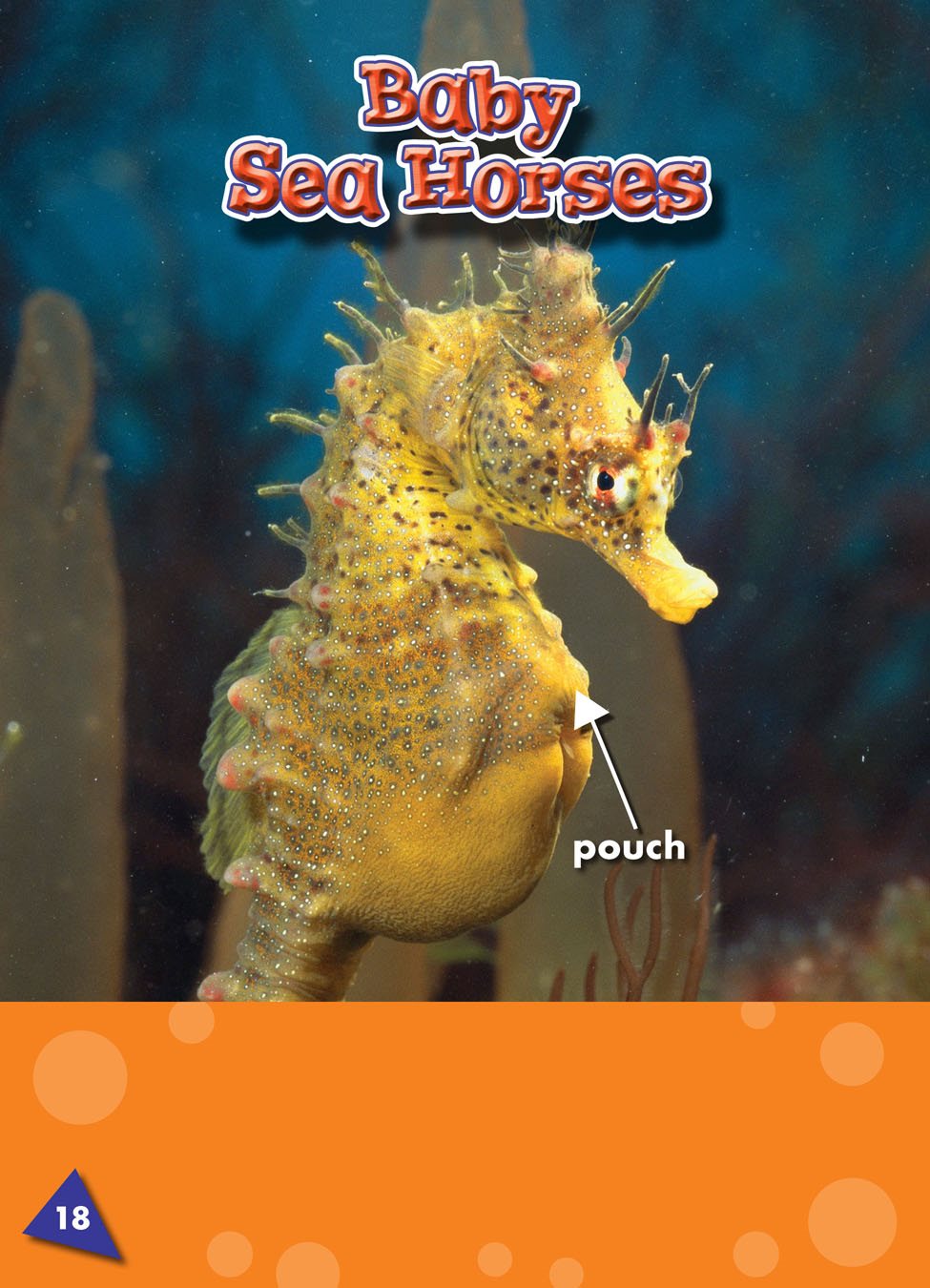 A mother sea horse gives her eggs to the father He keeps them in a pouch - photo 23