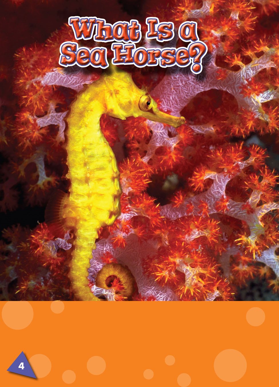 The sea horse is a small fish The sea horse lives in the ocean near - photo 3