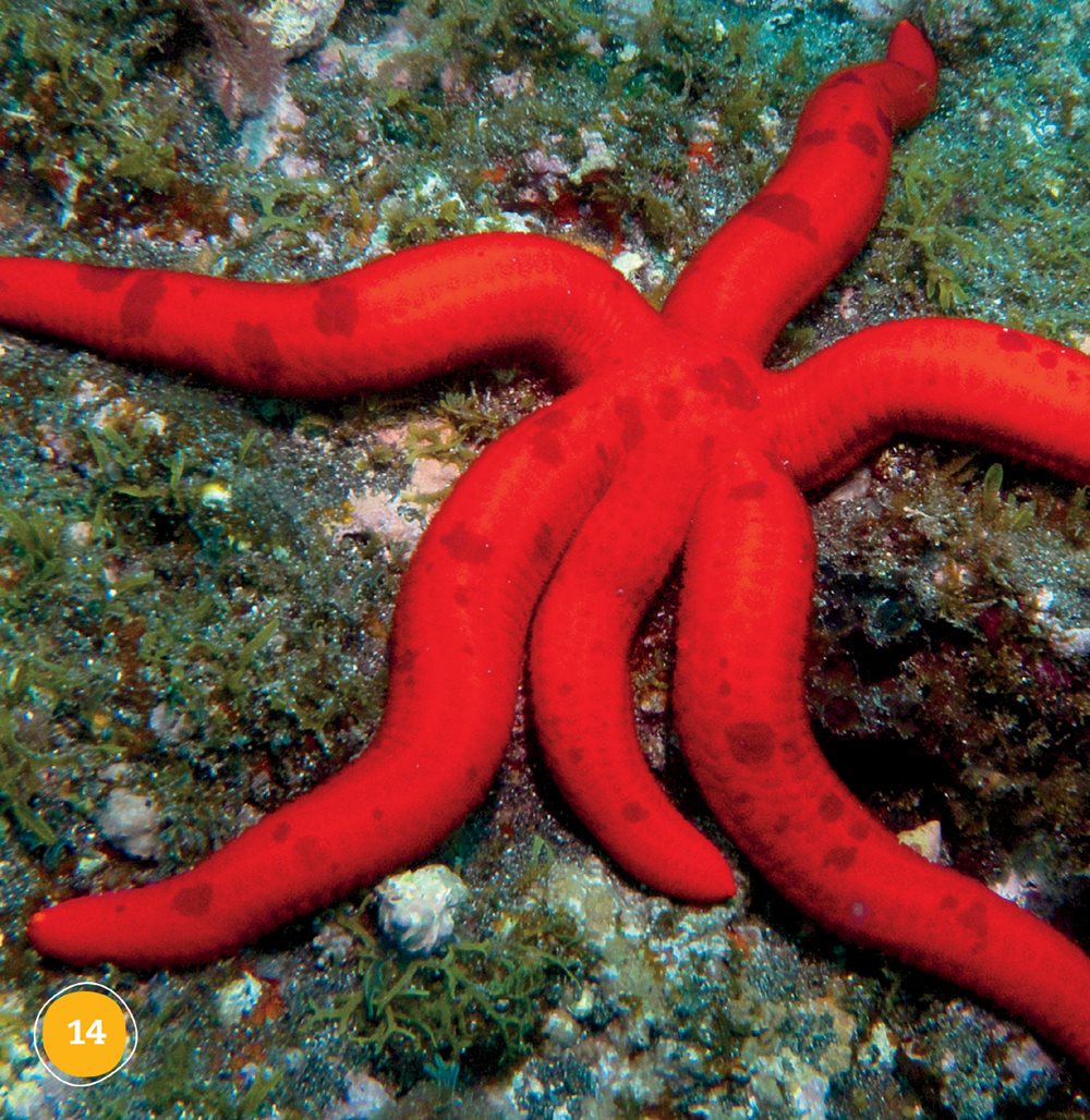 Starfish are many sizes and colors This starfish is bright red The - photo 14