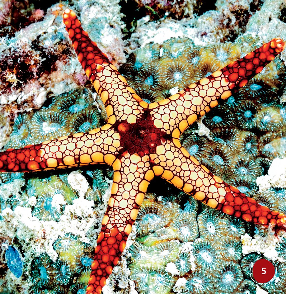 Starfish look like stars Most have five arms They have spiny skin - photo 5
