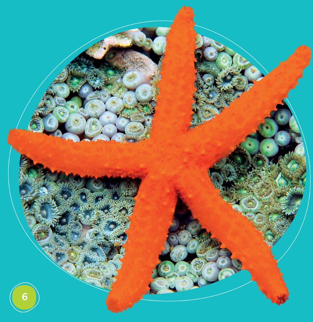 Starfish look like stars Most have five arms They have spiny skin - photo 6