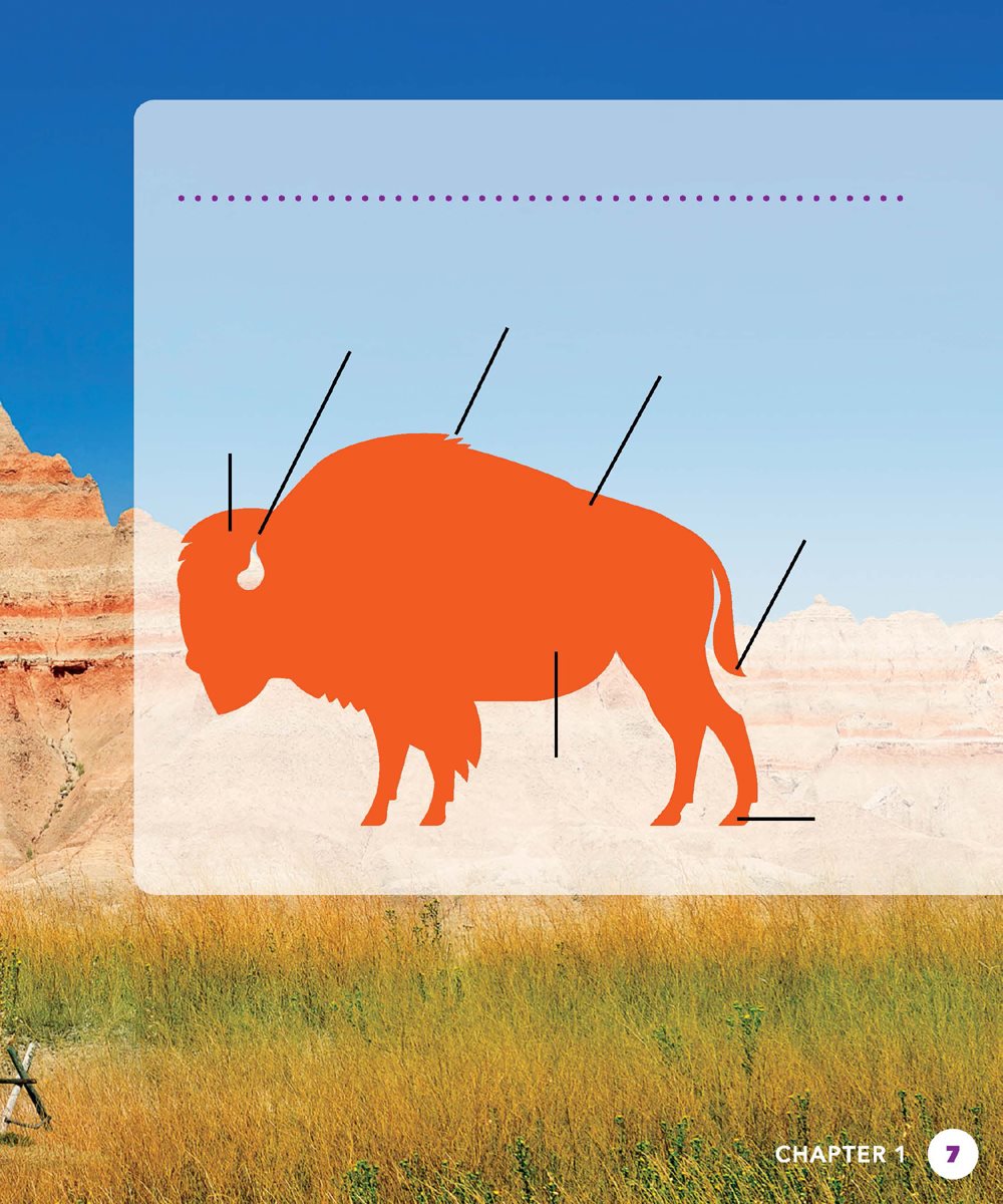 TAKE A LOOK Native Americans used every part of the bison For what Take a - photo 7