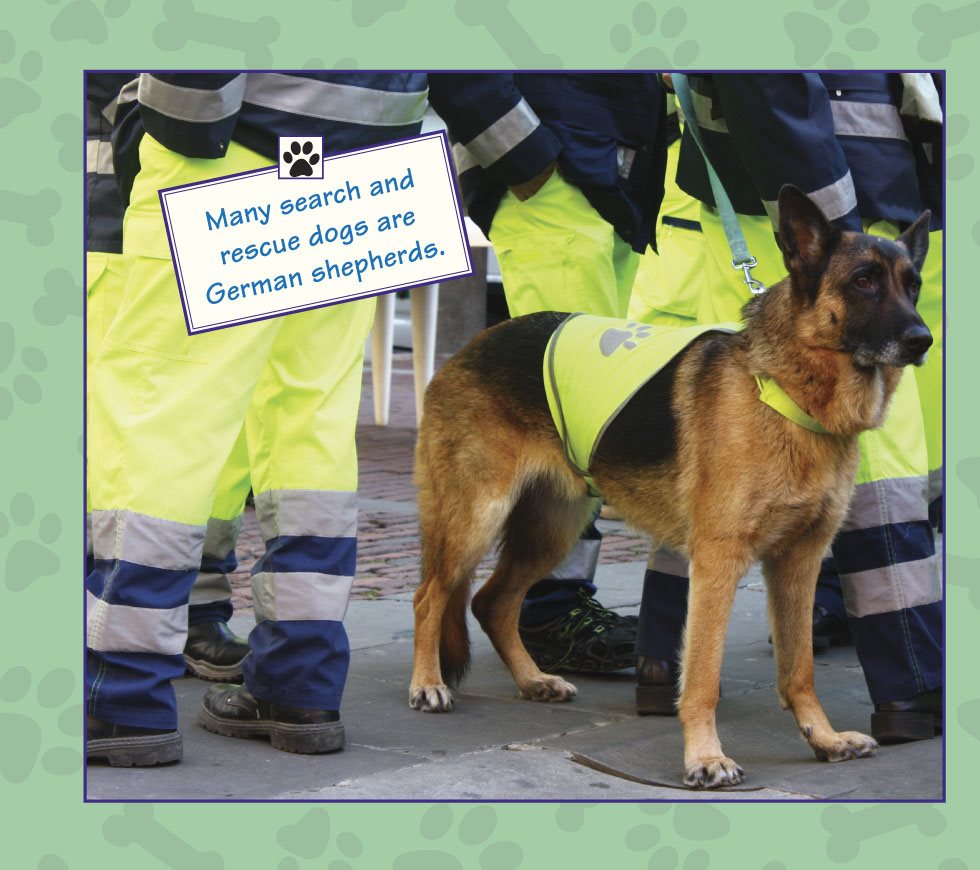 Many search and rescue dogs are German shepherds German shepherds come - photo 11