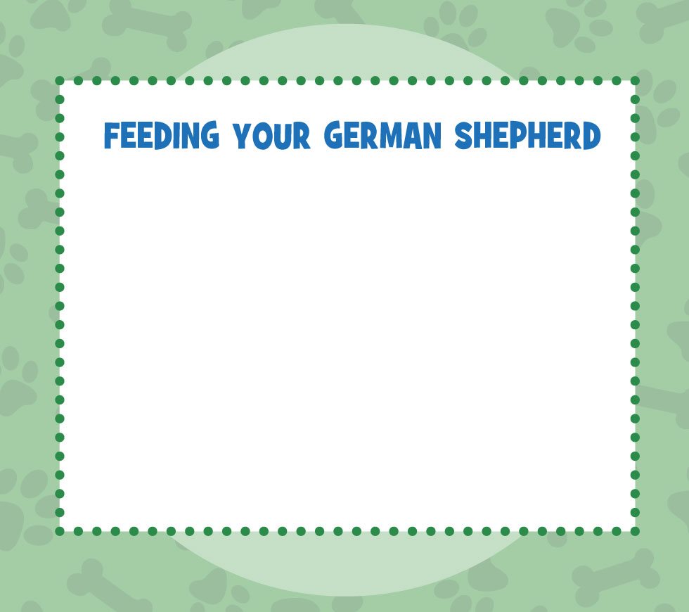 FEEDING YOUR GERMAN SHEPHERD German shepherds can be fed wet or dry dog food - photo 14