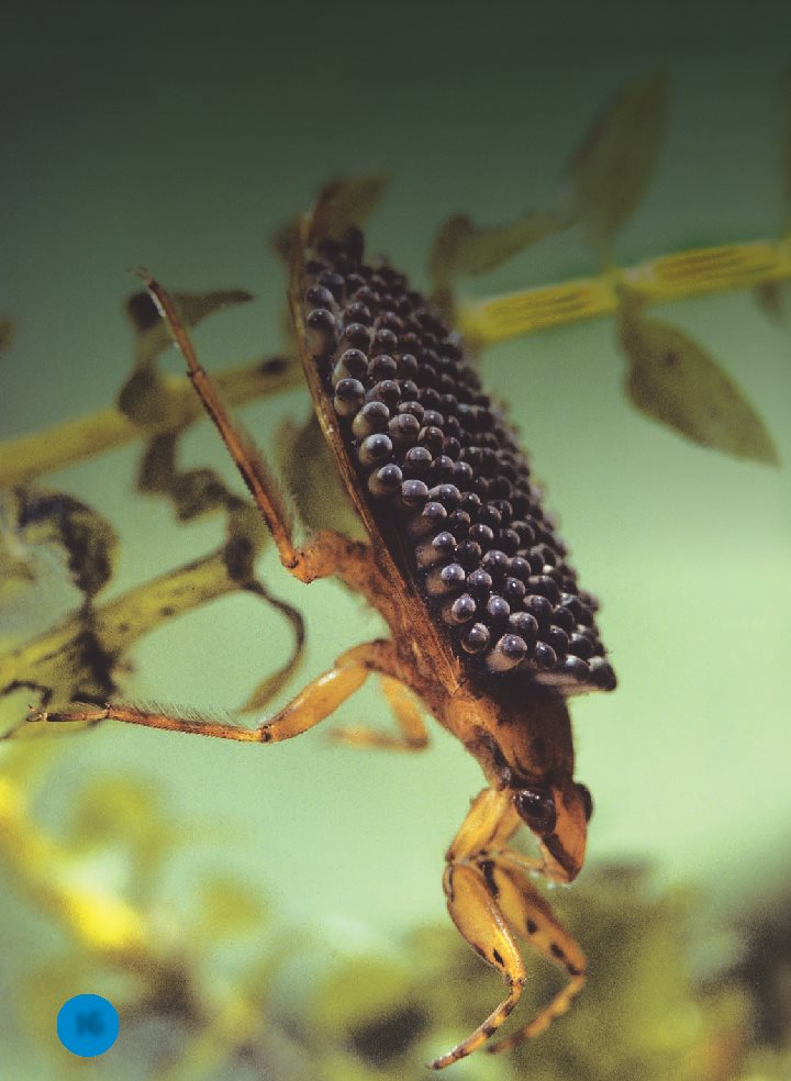 A giant water bug lays eggs on her mates back He carries the eggs until - photo 17