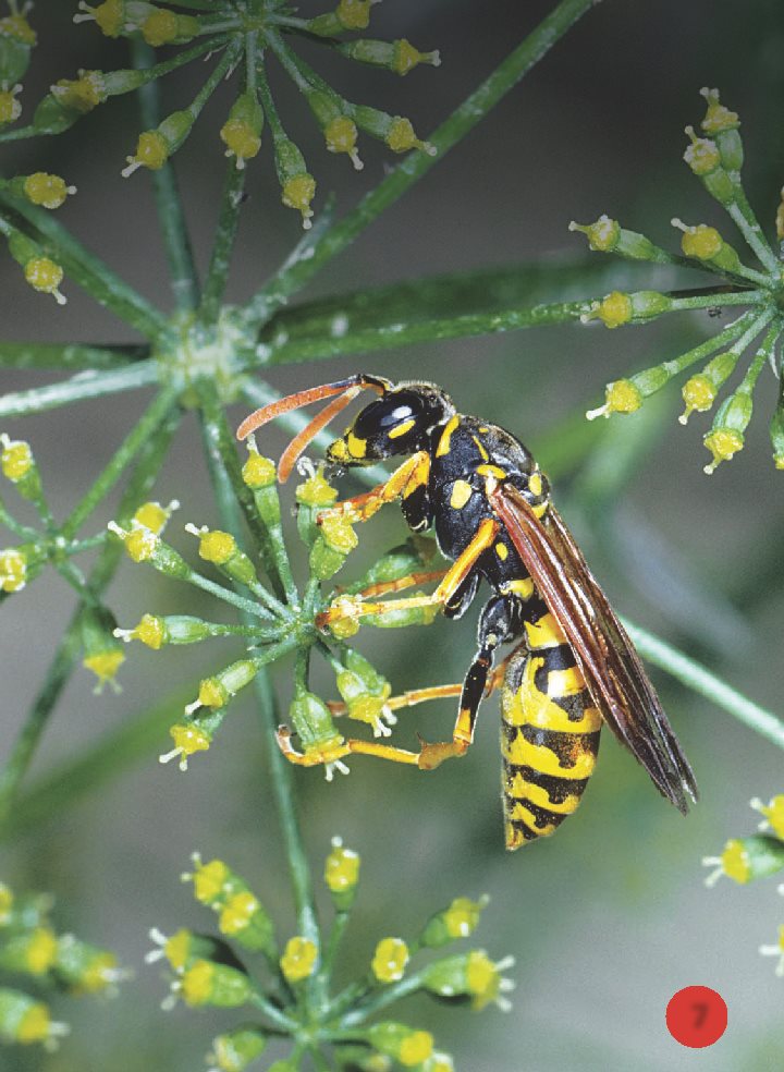 Can you see the three main body parts on this adult wasp A praying - photo 8