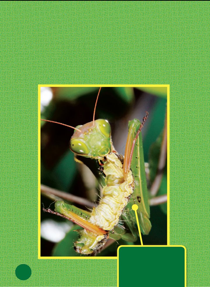 A praying mantis has huge eyes on its head It sees a crawling caterpillar - photo 9