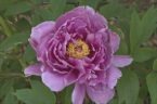 Paeonia suffruticosa 15 - 3 Im going to assume you are already well - photo 3