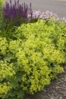 Alchemilla 6 - 18 Ladys Mantle is a must for cottage gardens Its frothy - photo 7