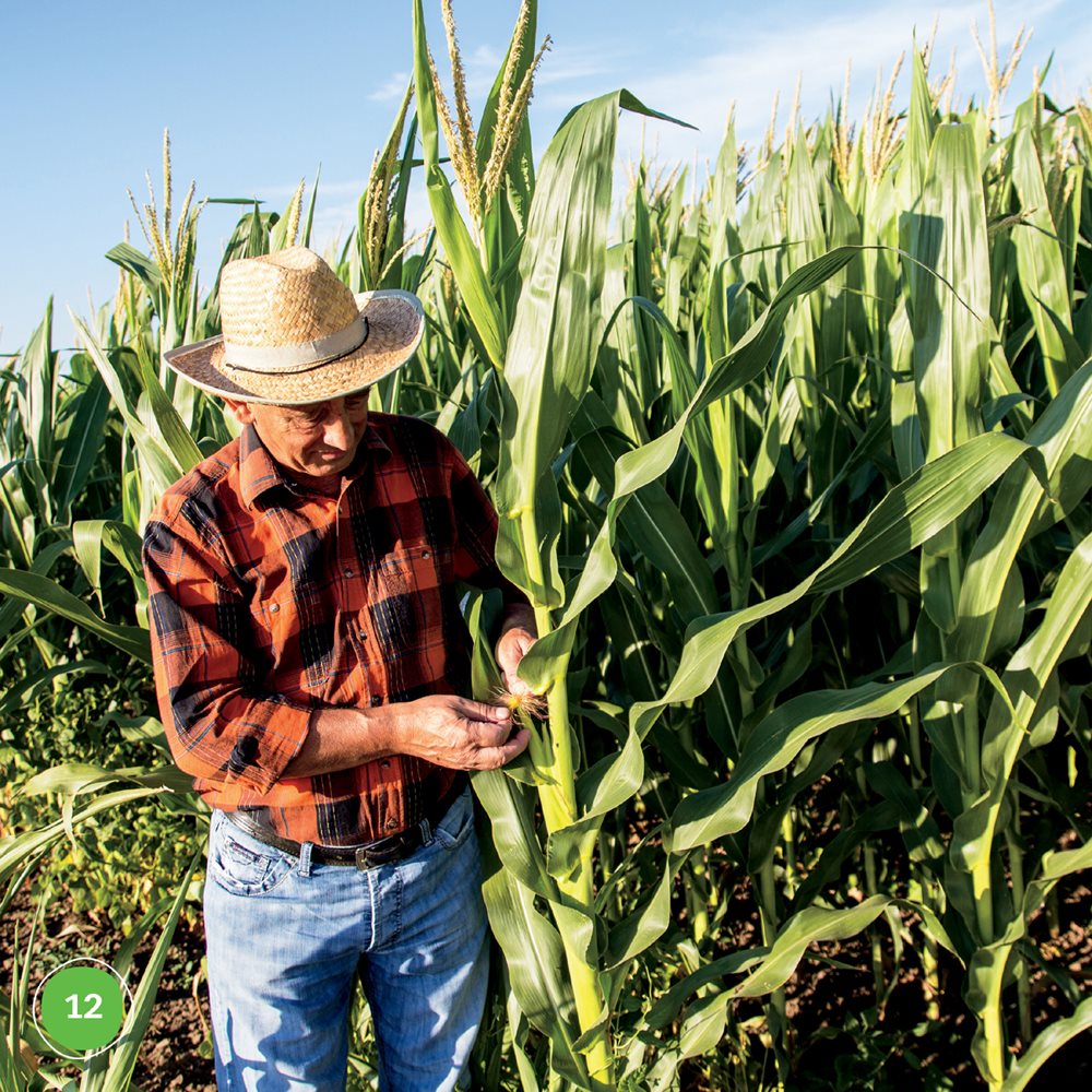 Farmers crops grow in summer Corn grows tall It gets as tall as a person - photo 13