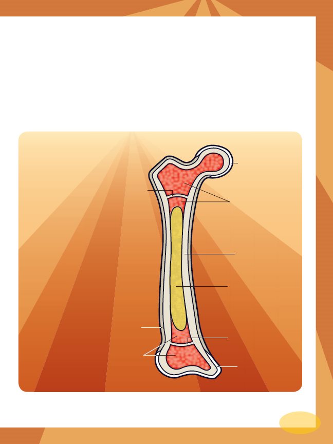 Beneath the periosteum is hard bone Tiny holes in hard bone let blood - photo 11