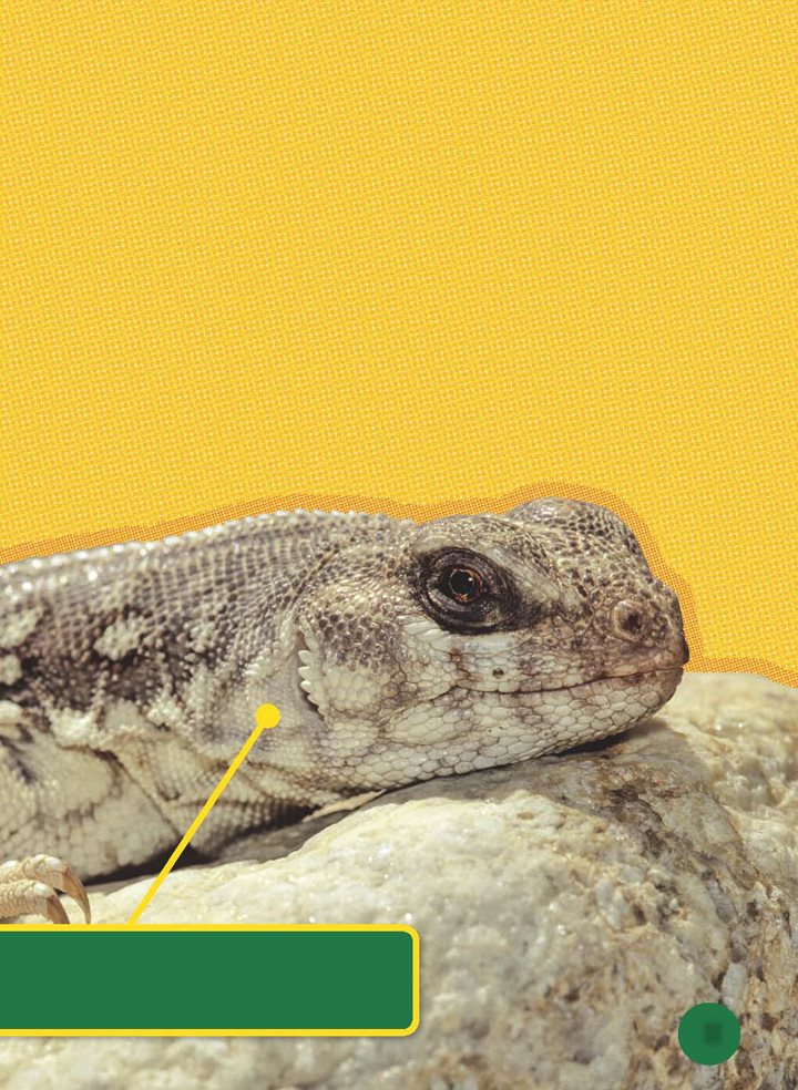 Iguanas bask to stay warm Iguanas are ectotherms Ectotherms cannot make - photo 12