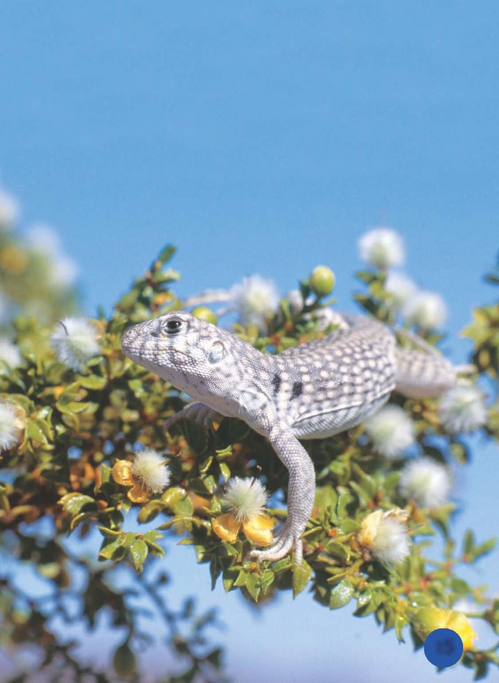 Aniguanafindsfoodinthebushes Desert iguanas eat leaves fruits and - photo 16