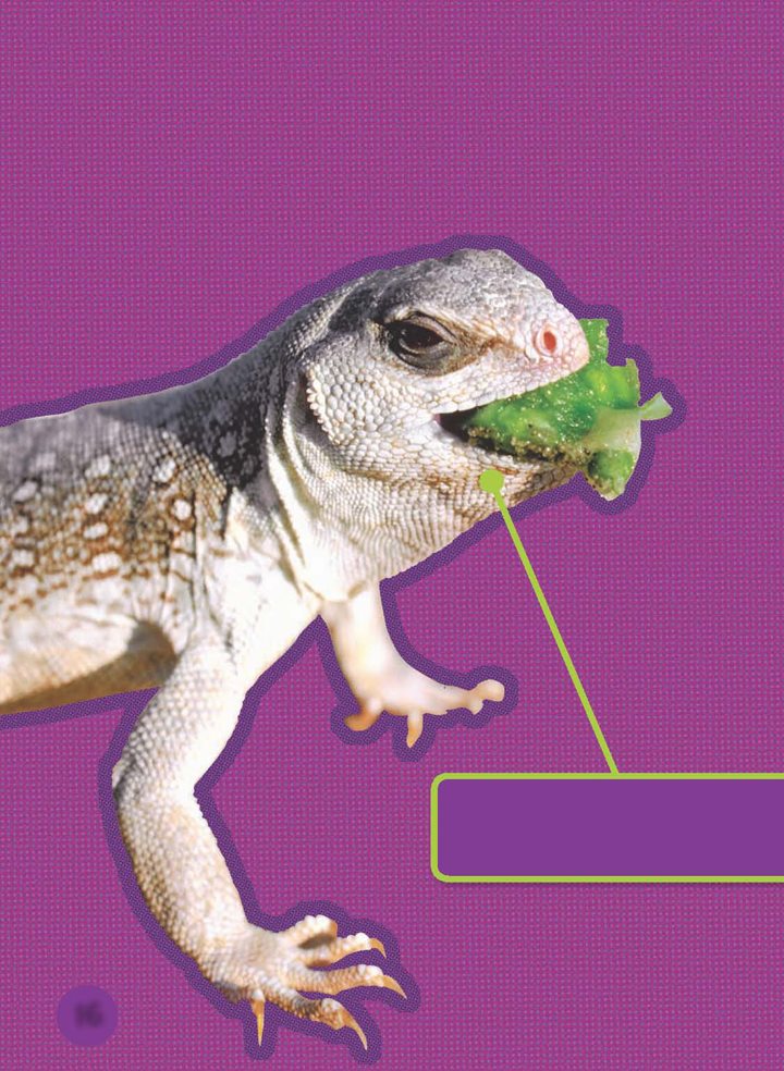 Desert iguanas eat leaves fruits and flowers This iguana has a - photo 17