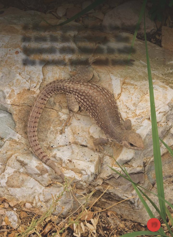 A desert iguana can be hard to see in its territory The iguanas skin - photo 20