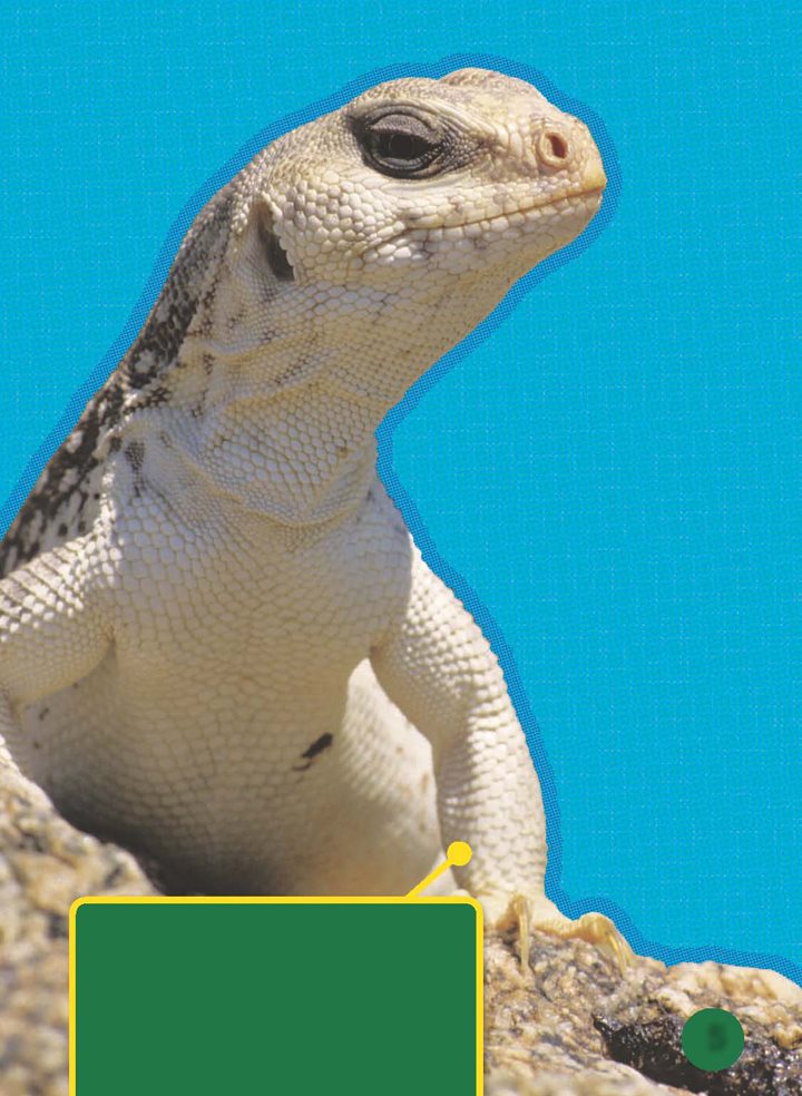 No This animal is an iguana Iguanas are reptiles Some reptiles - photo 6