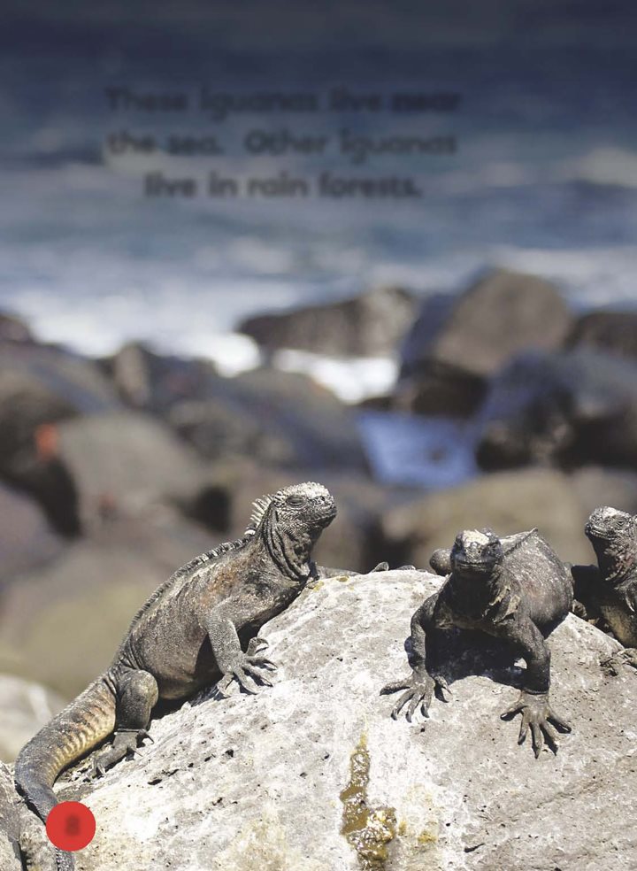 These iguanas live near the sea Other iguanas live in rain forests - photo 9