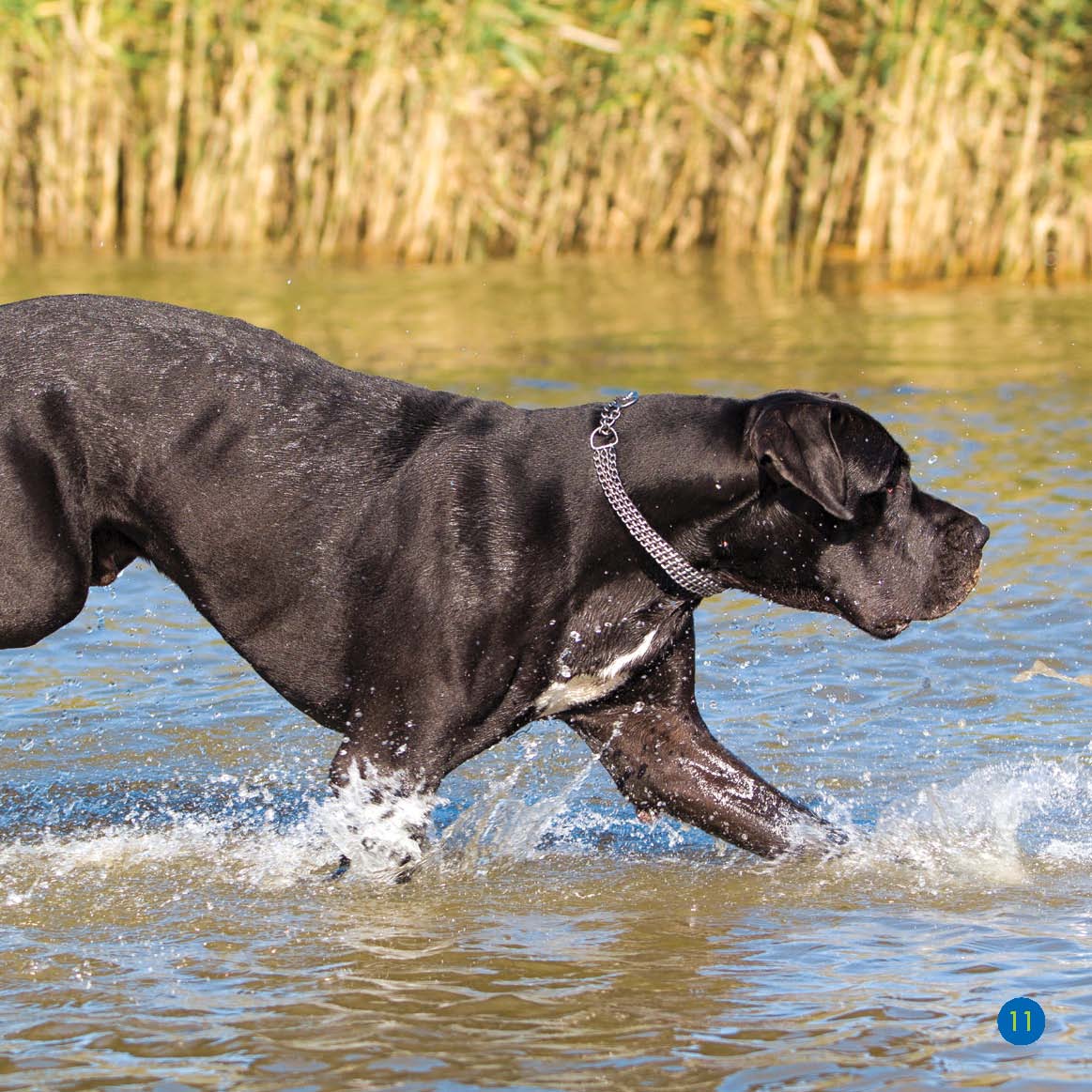 This dog is very strong It can run fast Look at its long legs - photo 11