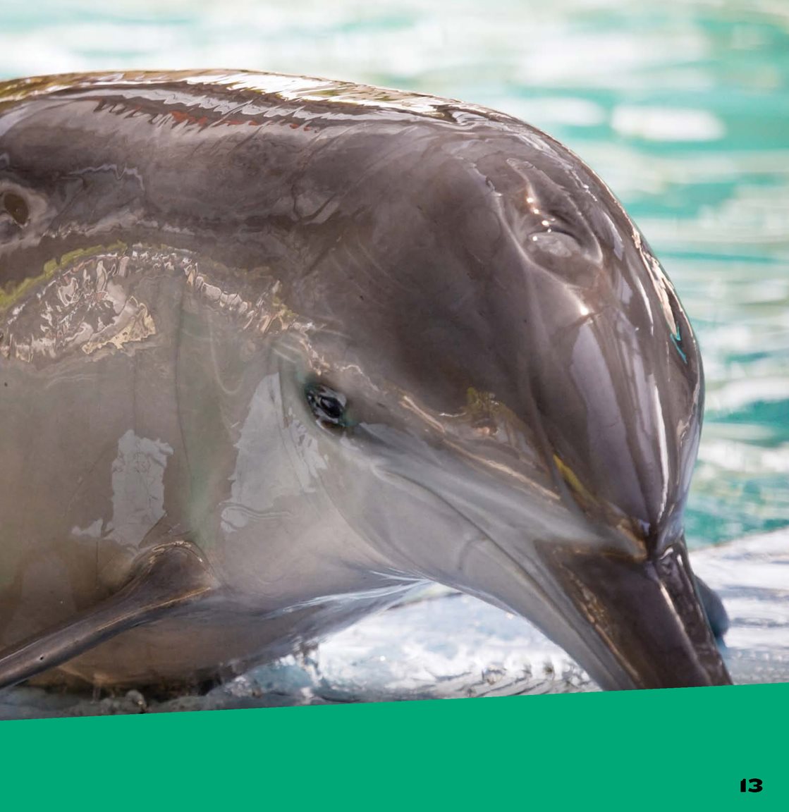 Dolphins breathe through a hole in their head called a blowhole A flap - photo 15