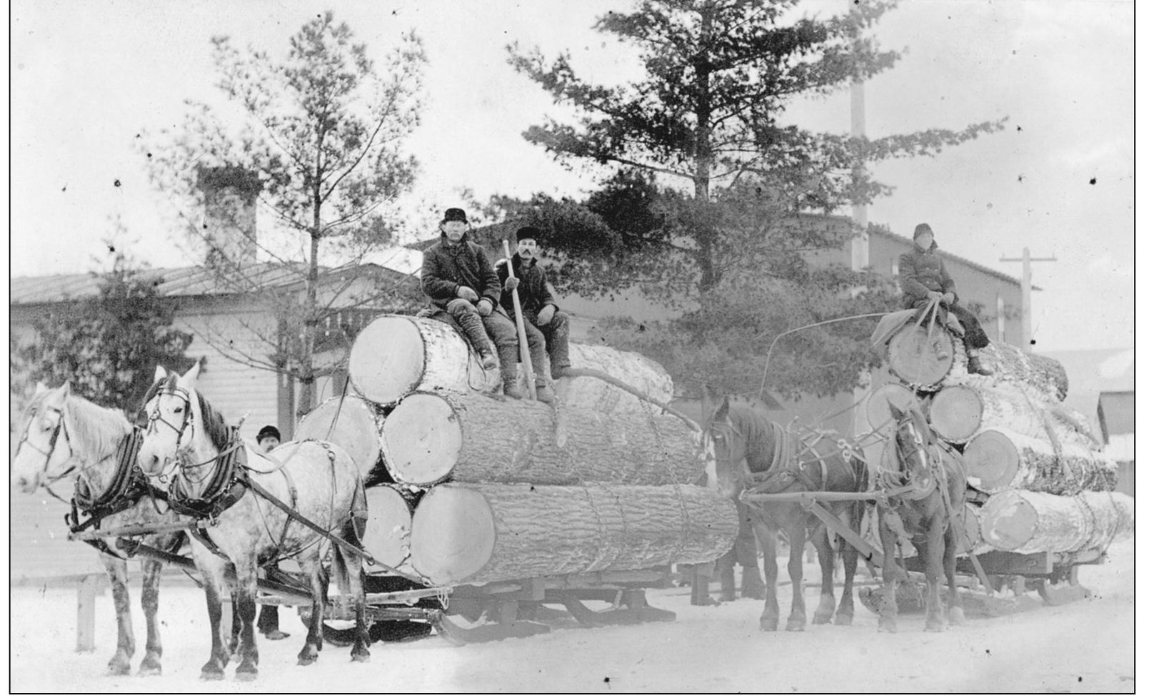 These loads show how large the trees were that were taken out of Alpine - photo 5