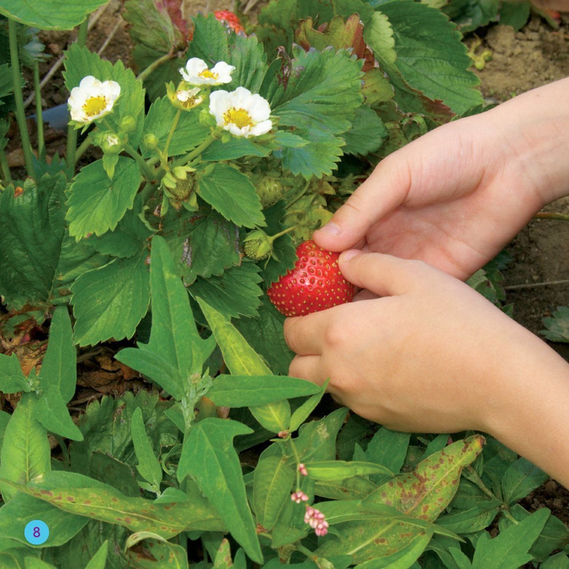 Berries grow They ripen We pick them We rinse the berries - photo 8