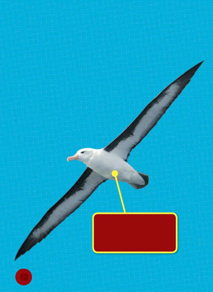 An albatross is a bird that lives on the ocean It eats fish and drinks - photo 12