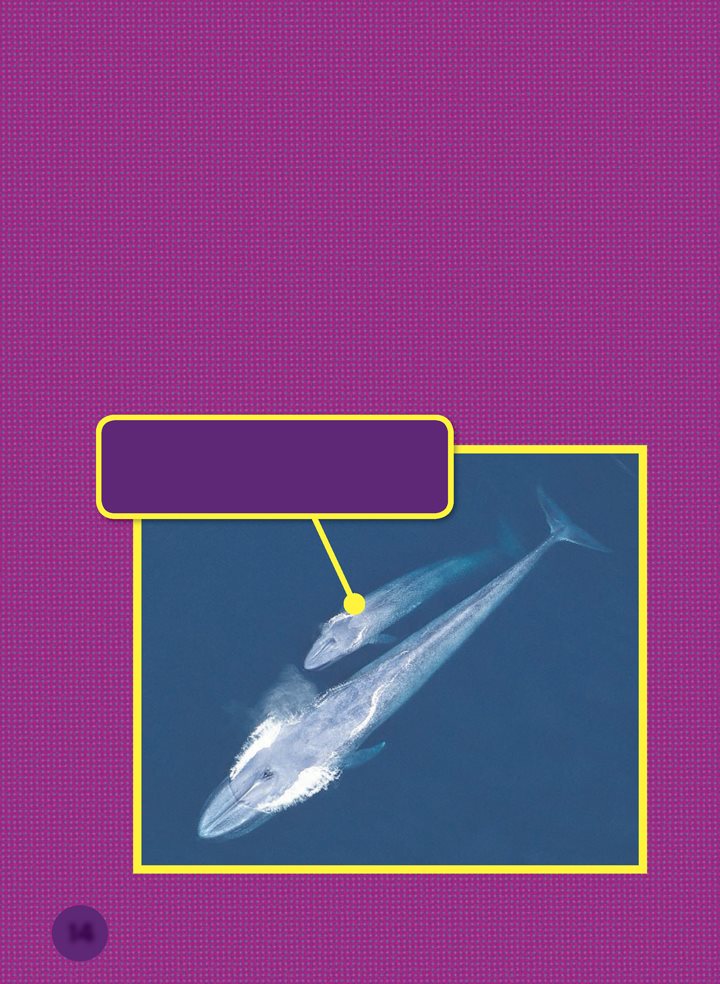 Blue whales are found in every ocean on Earth They come to the surface to - photo 14