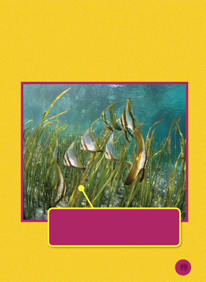 Many animals use sea grass as food or habitat Sea grass grows its roots in - photo 19