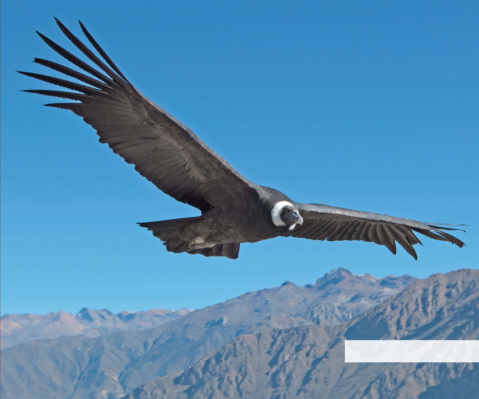 Andean condor People American Indians have lived in Colombia for - photo 11