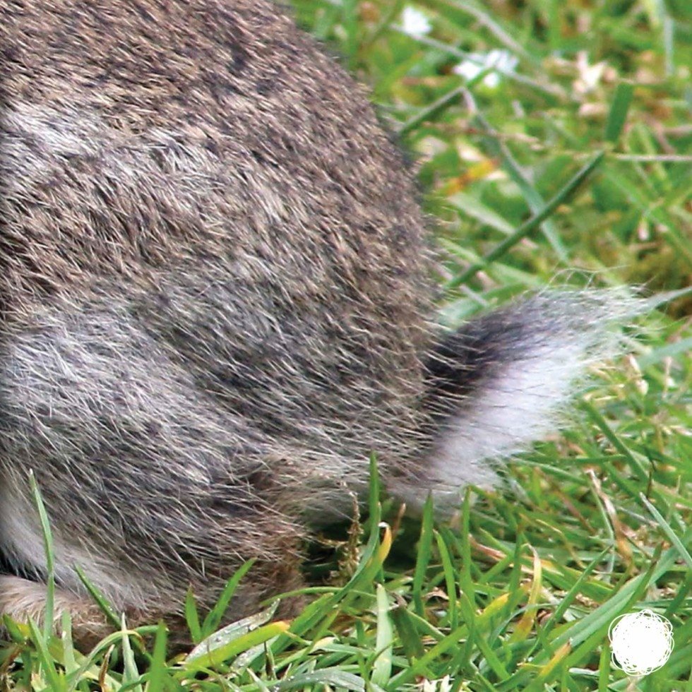 Its a rabbit Cottontail rabbits like this one are named for their - photo 17