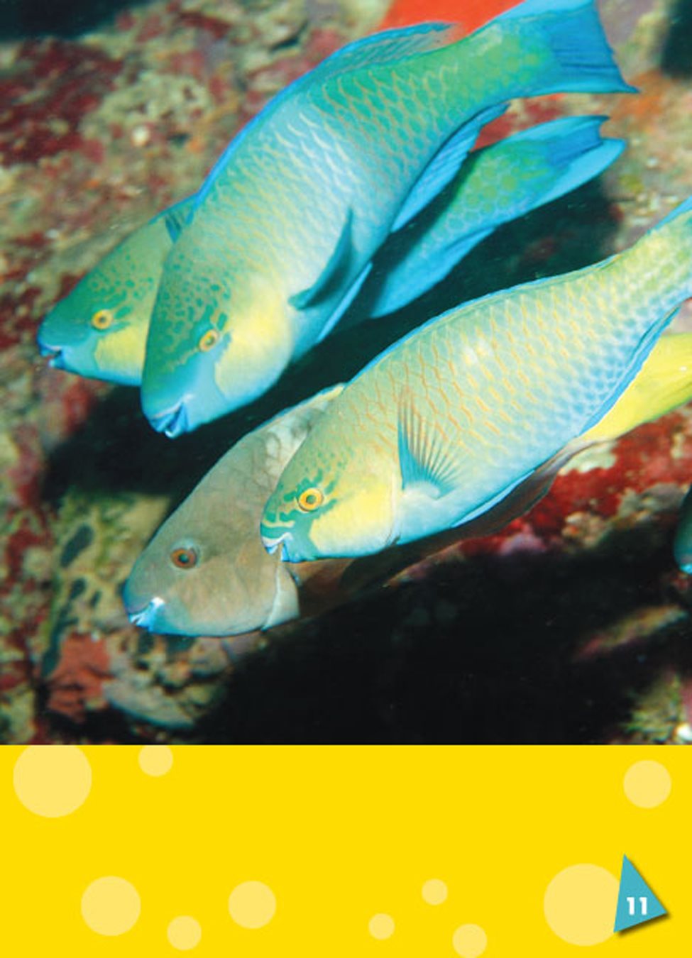 Their teeth never stop growing Parrotfish eat small living things - photo 13