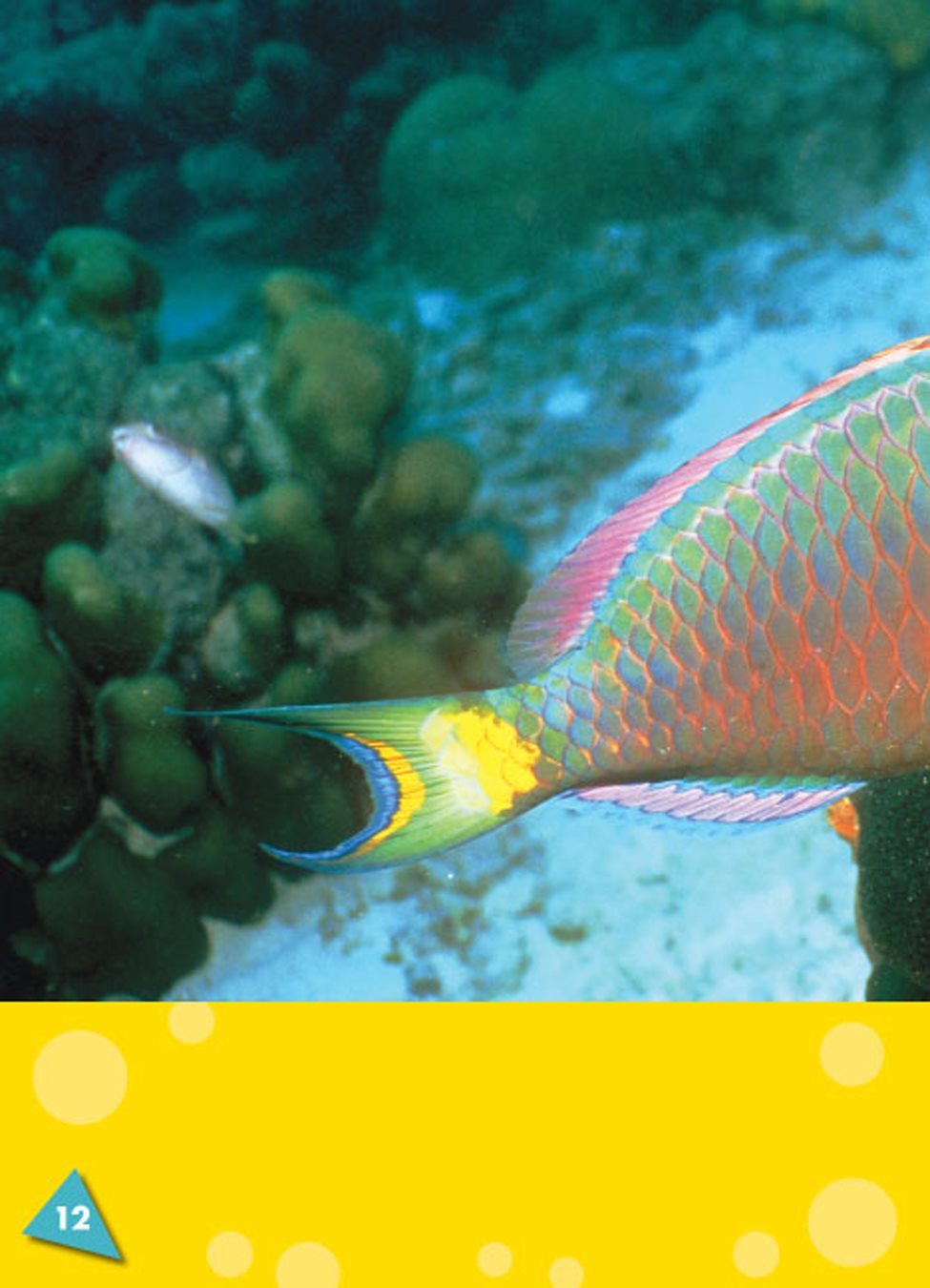 Parrotfish eat small living things called algae tiny living things that grow - photo 14