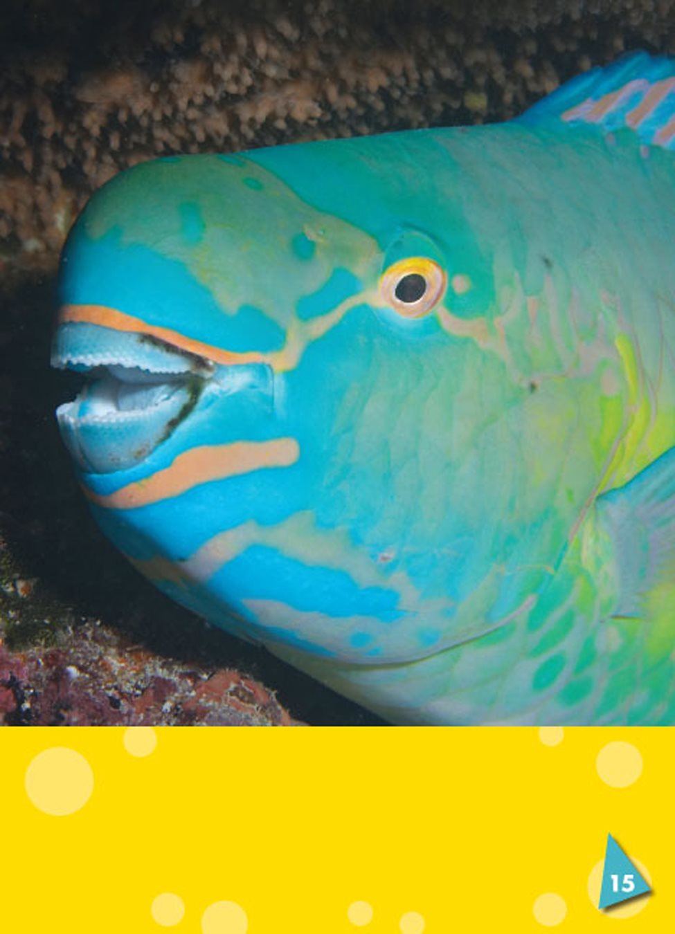 Biting hard coral helps parrotfish wear down their teeth Parrotfish - photo 21