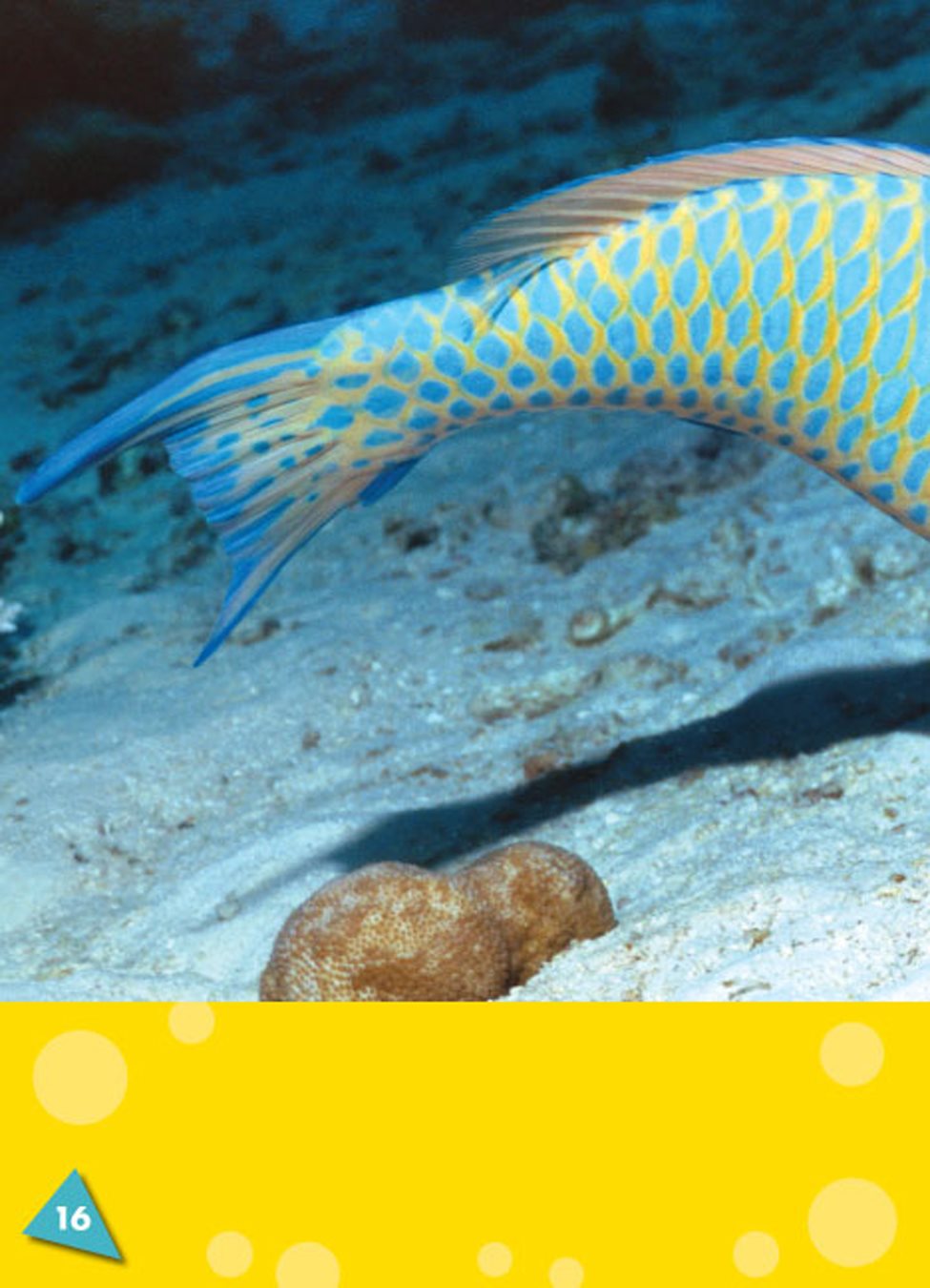 Parrotfish crush and eat coral with their teeth Their bodies turn it into - photo 22