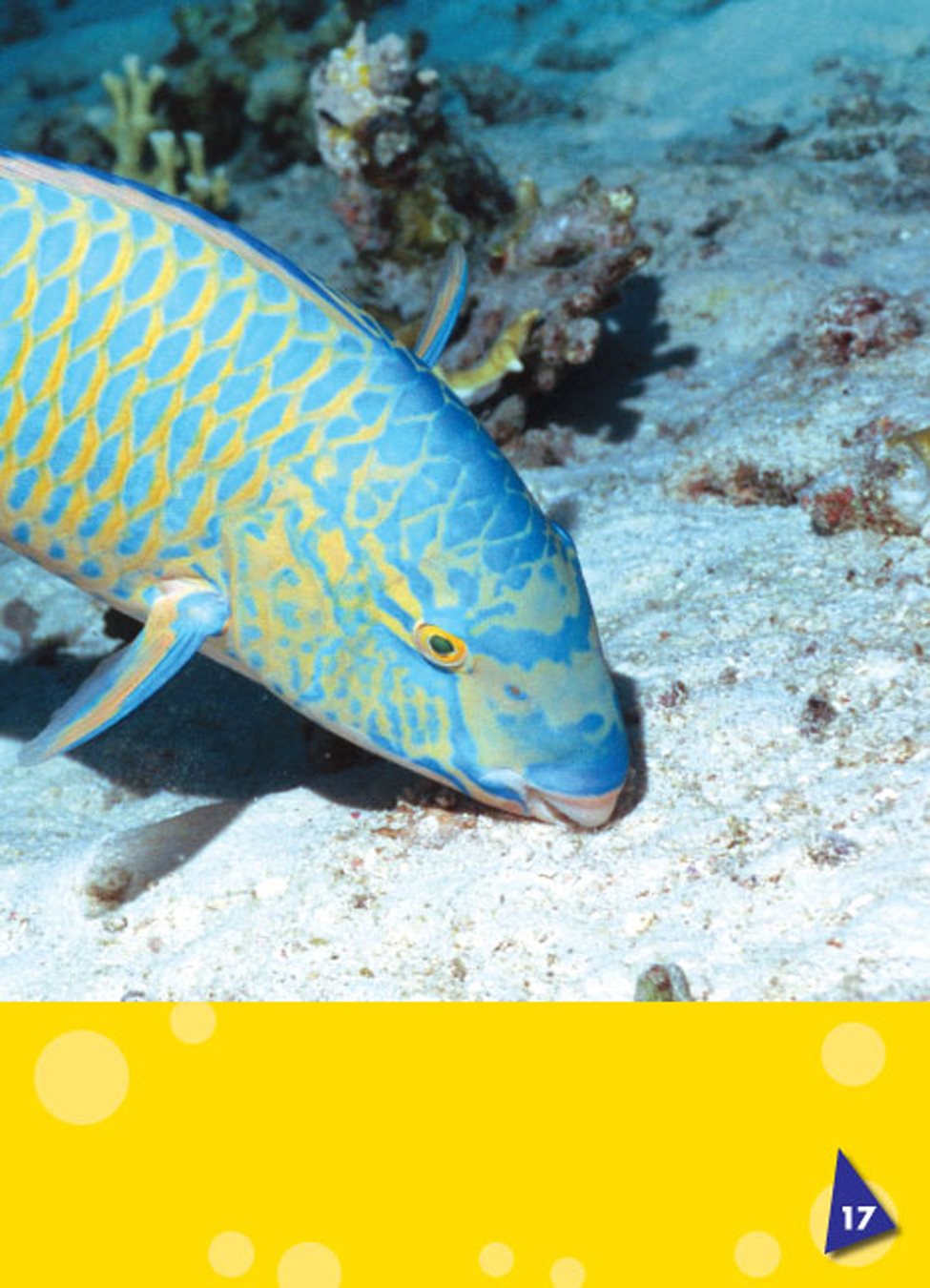 Parrotfish drop the sand out of their bodies onto the ocean floor - photo 23