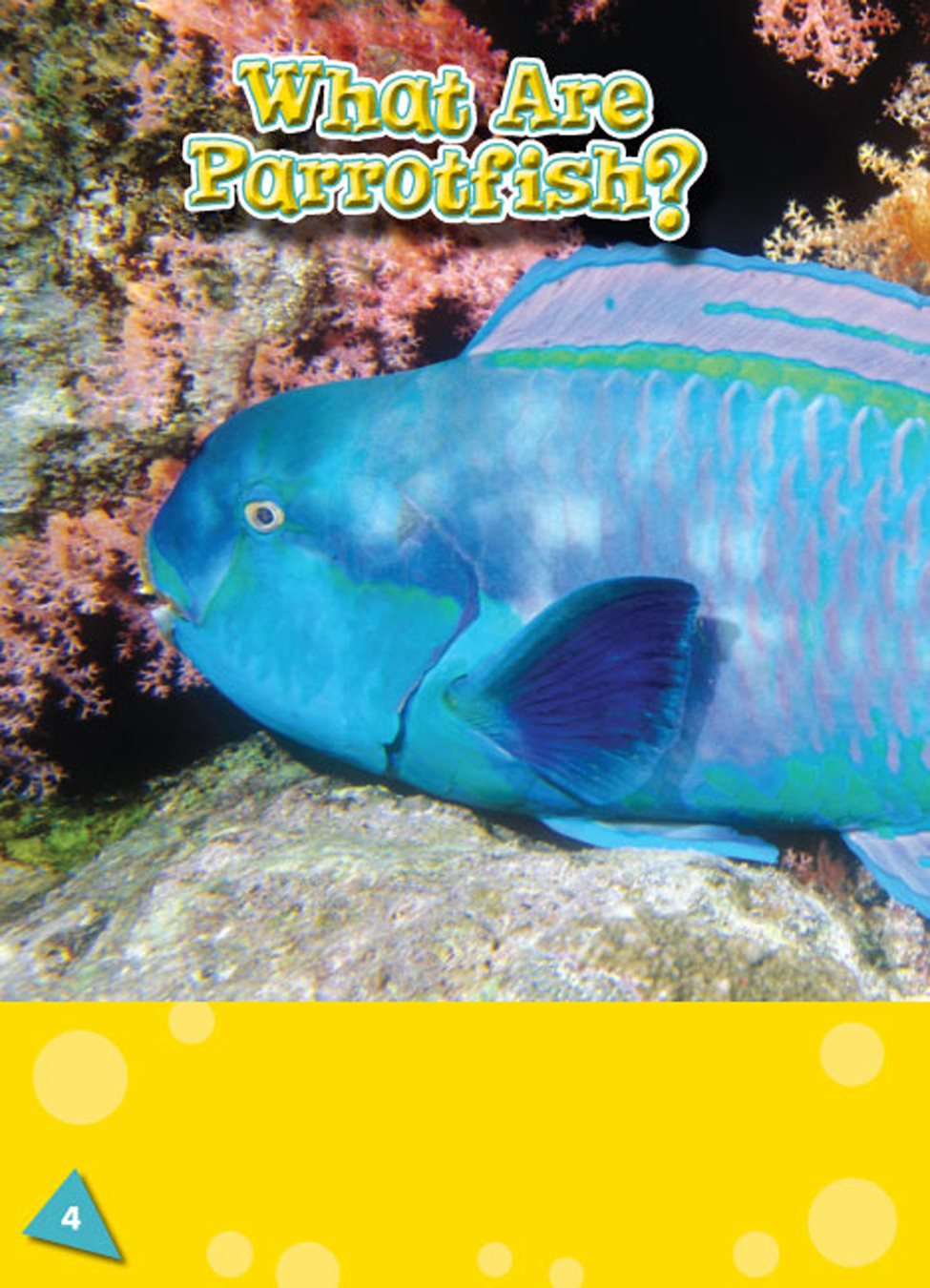 Parrotfish are colorful fish They swim in shallow ocean water Some - photo 3