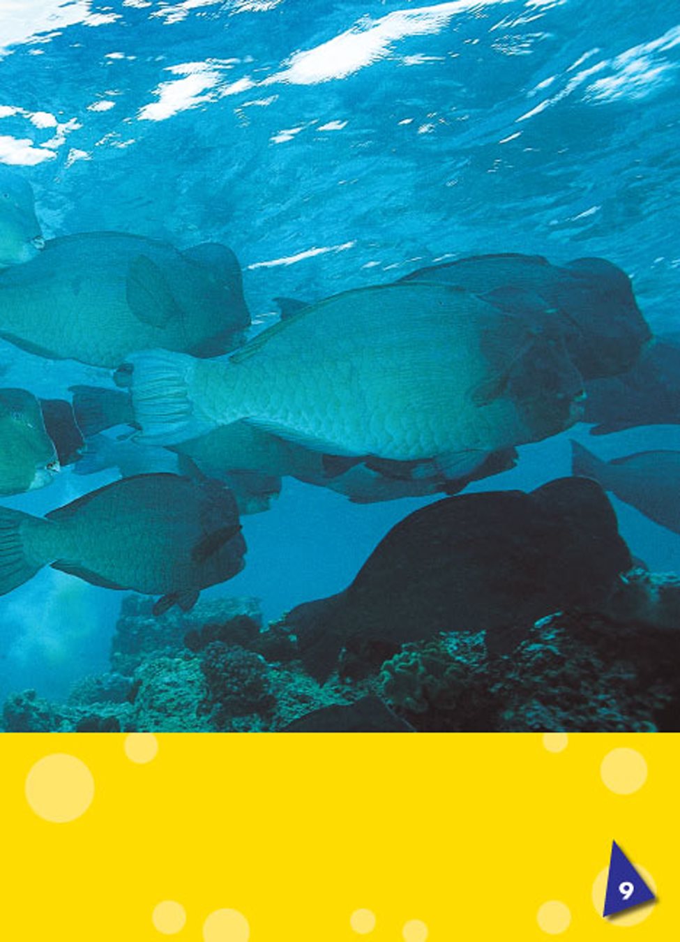 Parrotfish use their side fins flaps on a fishs body used for moving and - photo 10