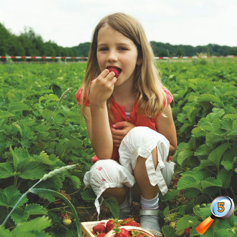 Crops Many farms grow vegetables or fruits Some grow a single kind of - photo 7