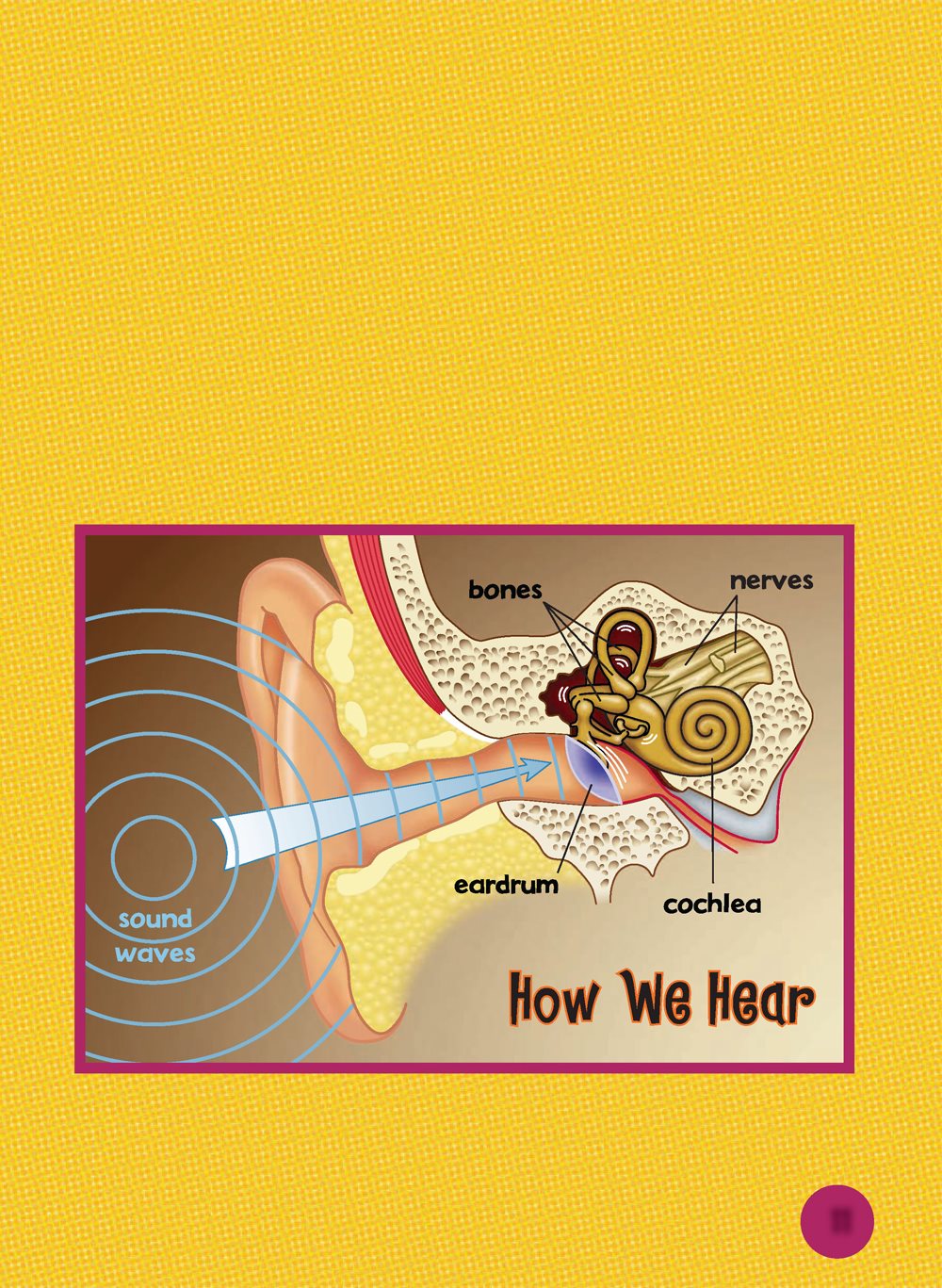 The bones send a message through a tube called the cochlea Then the - photo 12